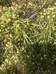 Acacia floribunda