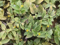 Synedrella nodiflora