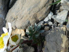 Ranunculus glacialis