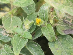Synedrella nodiflora