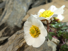 Ranunculus glacialis
