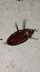 Hydrophilus insularis