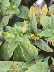 Synedrella nodiflora