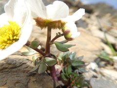 Ranunculus glacialis