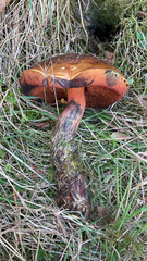 Neoboletus luridiformis