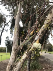 Eucalyptus leucoxylon