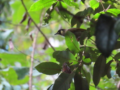 Meliphaga lewinii