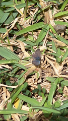 Zizeeria knysna