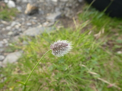 Alopecurus gerardii