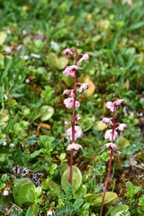 Pyrola asarifolia incarnata
