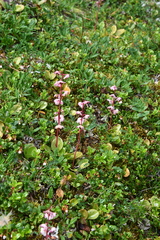 Pyrola asarifolia incarnata