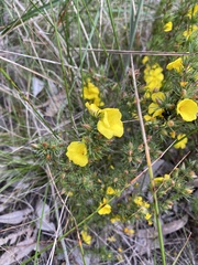 Hibbertia prostrata