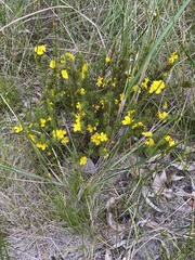 Hibbertia prostrata