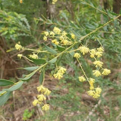 Acacia pravissima