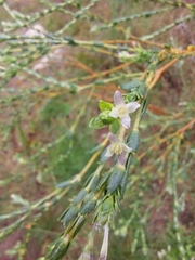 Passerina