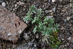 Astragalus tugarinovii