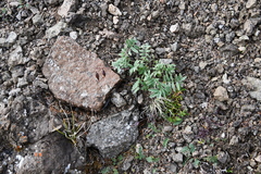 Astragalus tugarinovii