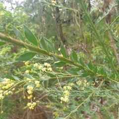 Acacia pravissima