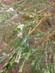 Passerina