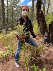 Tillandsia prodigiosa