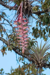 Tillandsia prodigiosa