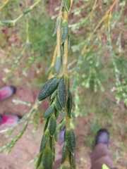 Passerina