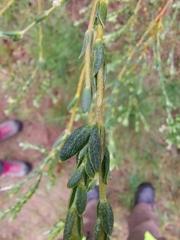 Passerina