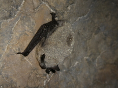 Myotis daubentonii