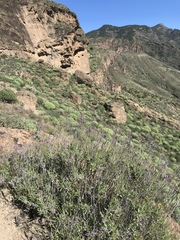 Lavandula