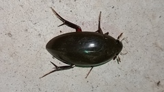 Hydrophilus insularis