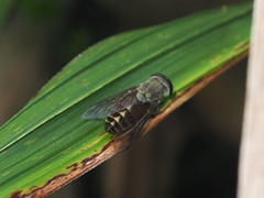 Tabanini