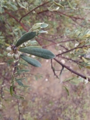 Diospyros