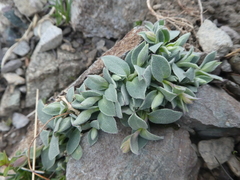 Cerastium latifolium