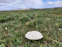Agaricus bernardii