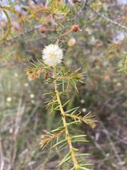 Acacia brownii