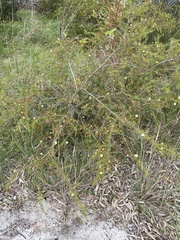 Acacia brownii
