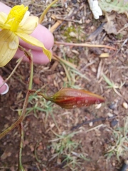 Cyanella