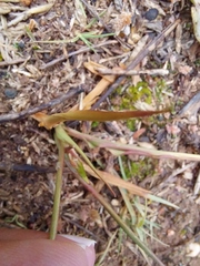 Cyanella