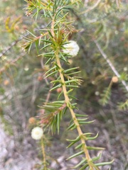 Acacia brownii