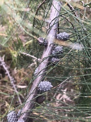 Allocasuarina littoralis