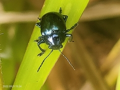 Colasposoma