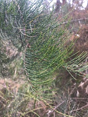 Allocasuarina littoralis