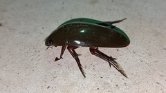 Hydrophilus insularis