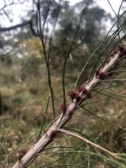 Allocasuarina littoralis