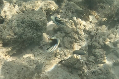 Rhinecanthus aculeatus