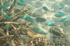 Chromis viridis