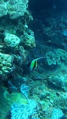 Zanclus cornutus