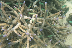 Acropora muricata