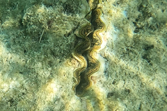 Tridacna