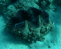 Tridacna gigas